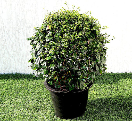 Ehretia Greensouq