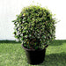 Ehretia Greensouq