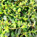 Ehretia Greensouq