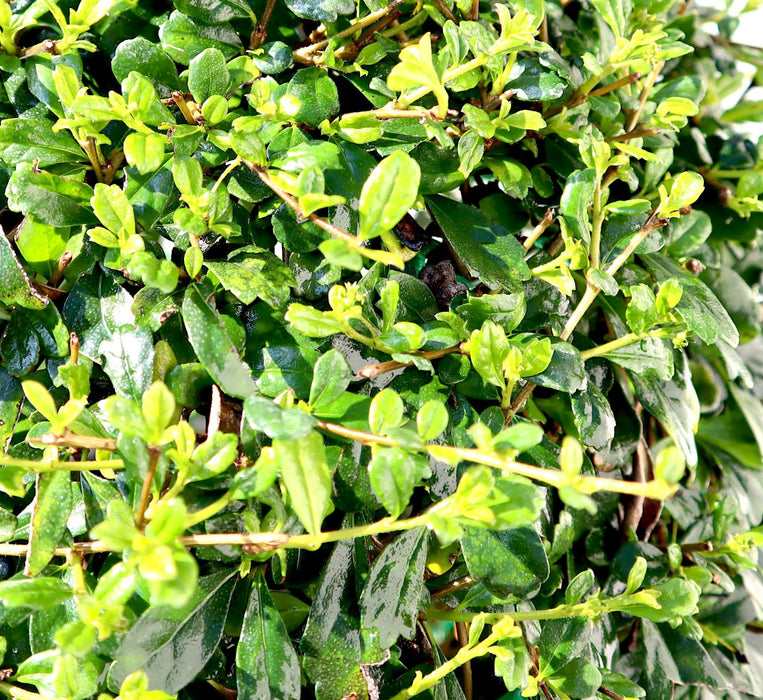 Ehretia Greensouq
