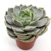 Echeveria succulent Greensouq