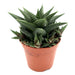 Haworthia fasciata Greensouq