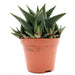 Haworthia fasciata Greensouq