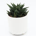Haworthia fasciata Greensouq