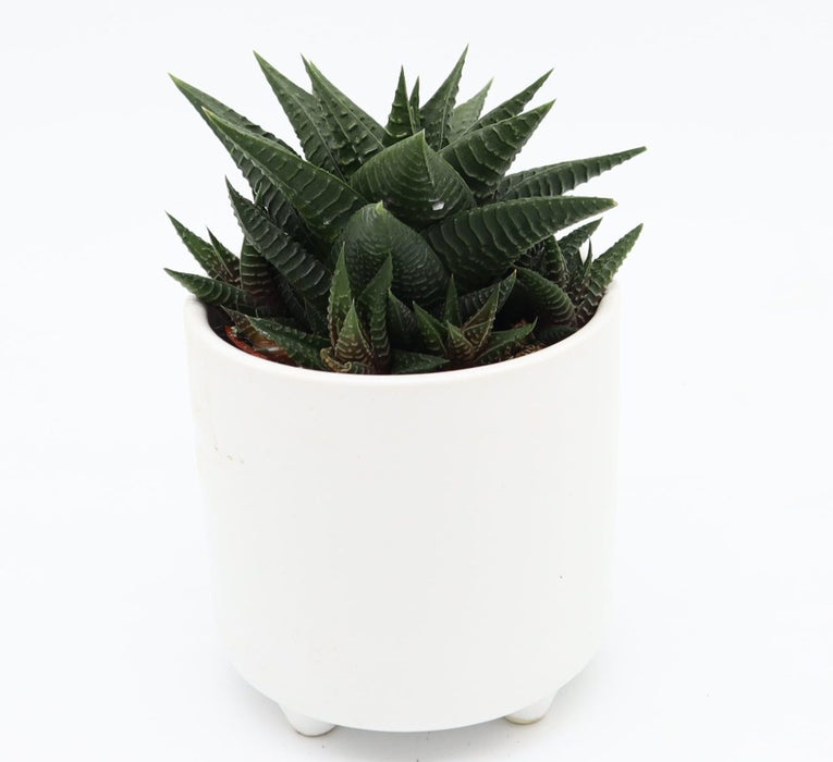 Haworthia fasciata Greensouq