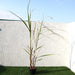 Saccharum Officinarum Greensouq