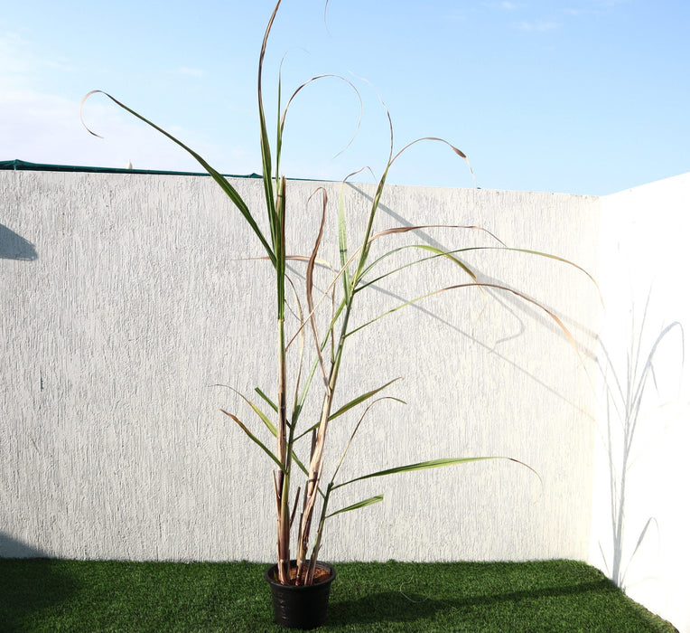 Saccharum Officinarum Greensouq