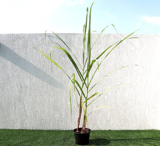 Saccharum Officinarum Greensouq