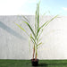 Saccharum Officinarum Greensouq