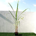Saccharum Officinarum Greensouq