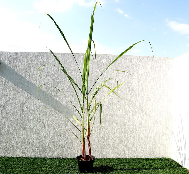 Saccharum Officinarum Greensouq