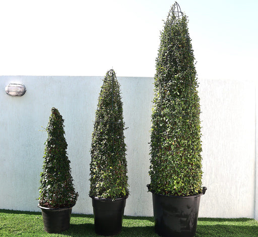 Ehretia Cone Shape "Ehretia Microphylla" Greensouq