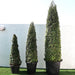 Ehretia Cone Shape "Ehretia Microphylla" Greensouq