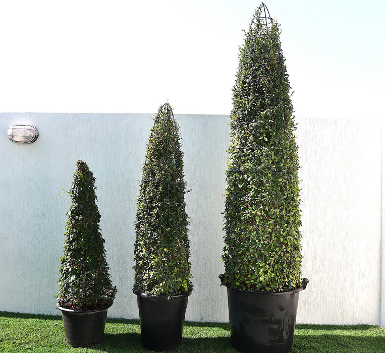 Ehretia Cone Shape "Ehretia Microphylla" Greensouq