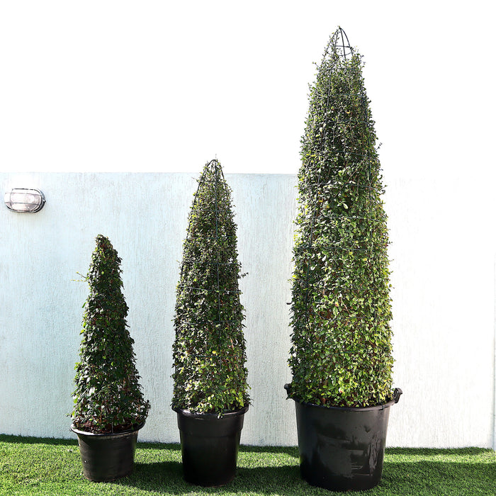 Ehretia Cone Shape "Ehretia Microphylla" Greensouq