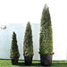 Ehretia Cone Shape "Ehretia Microphylla" Greensouq