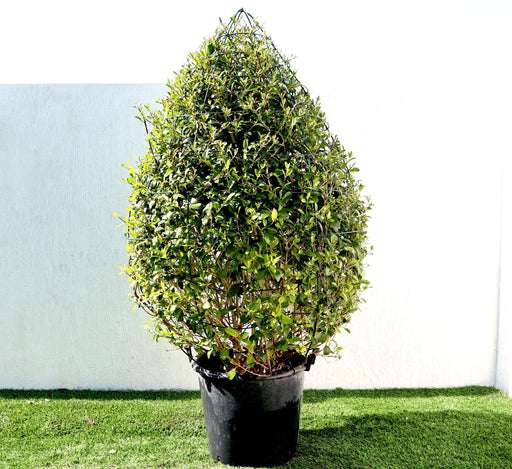 Clerodendrum Inerme Cone Shape Greensouq