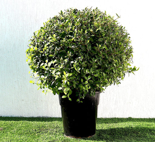 Clerodendrum Inerme Ball Shape Greensouq
