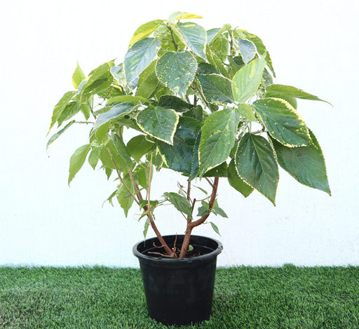 Acalypha Wilkesiana Greensouq