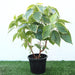Acalypha Wilkesiana Greensouq