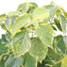 Acalypha Wilkesiana Greensouq