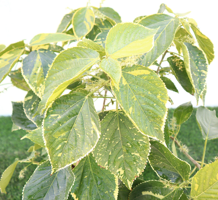 Acalypha Wilkesiana Greensouq