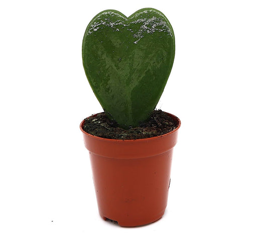 Lucky Heart Greensouq