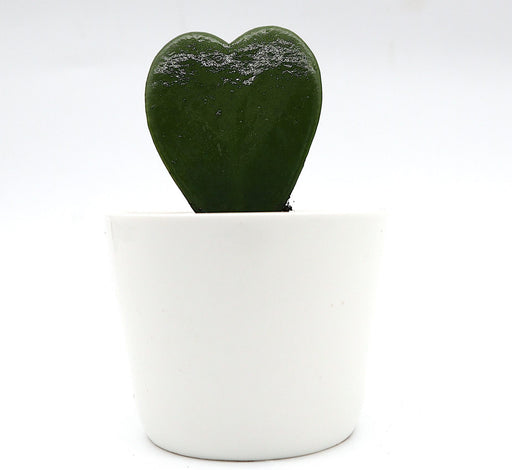 Lucky Heart Greensouq