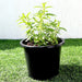 Habak Desert Mint Greensouq