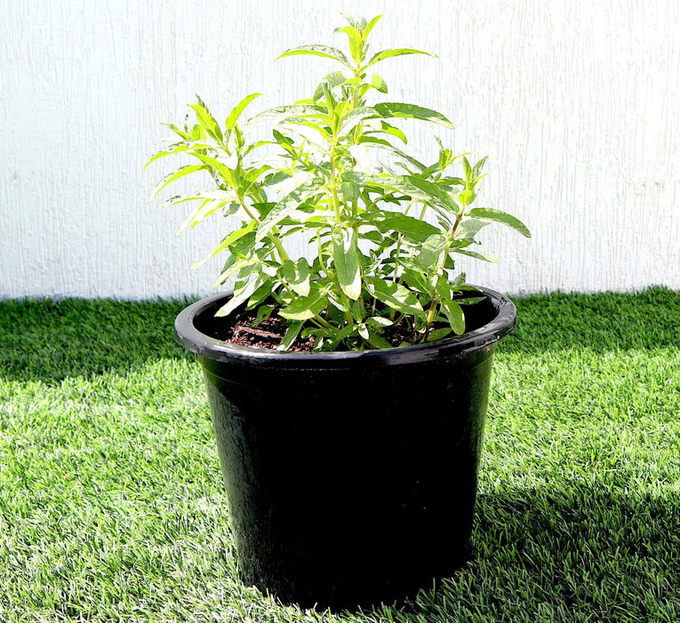 Habak Desert Mint Greensouq
