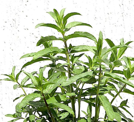 Habak Desert Mint Greensouq