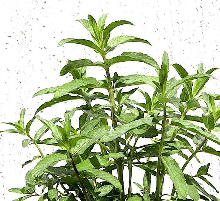 Habak Desert Mint Greensouq