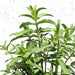 Habak Desert Mint Greensouq