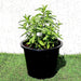 Habak Desert Mint Greensouq