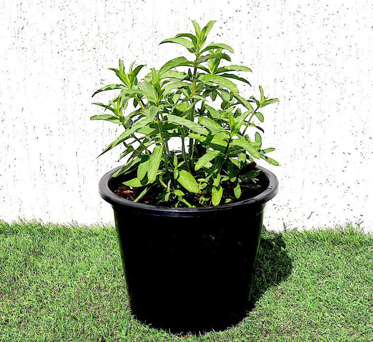 Habak Desert Mint Greensouq