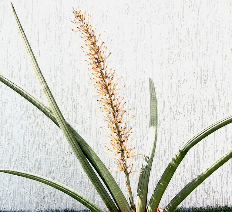 Sansevieria Desertii Greensouq
