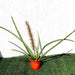 Sansevieria Desertii Greensouq