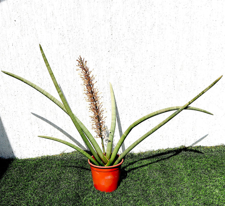 Sansevieria Desertii Greensouq