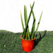 Sansevieria Desertii Greensouq