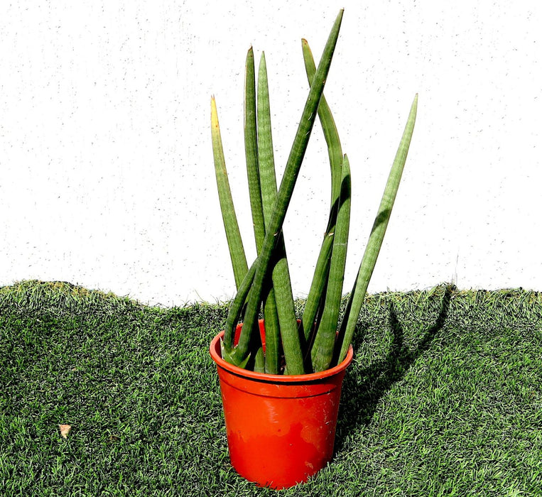 Sansevieria Desertii Greensouq