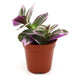 Tradescantia nanouk Greensouq