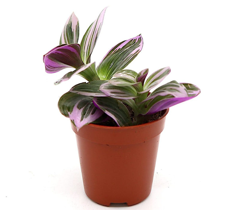 Tradescantia nanouk Greensouq