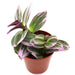 Tradescantia nanouk Greensouq
