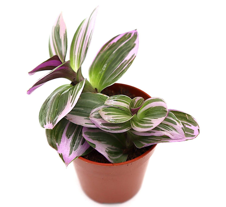 Tradescantia nanouk Greensouq