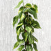 Scindapsus Brasil Greensouq