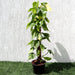 Scindapsus Brasil Greensouq