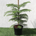 Araucaria Heterophylla Greensouq