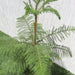 Araucaria Heterophylla Greensouq