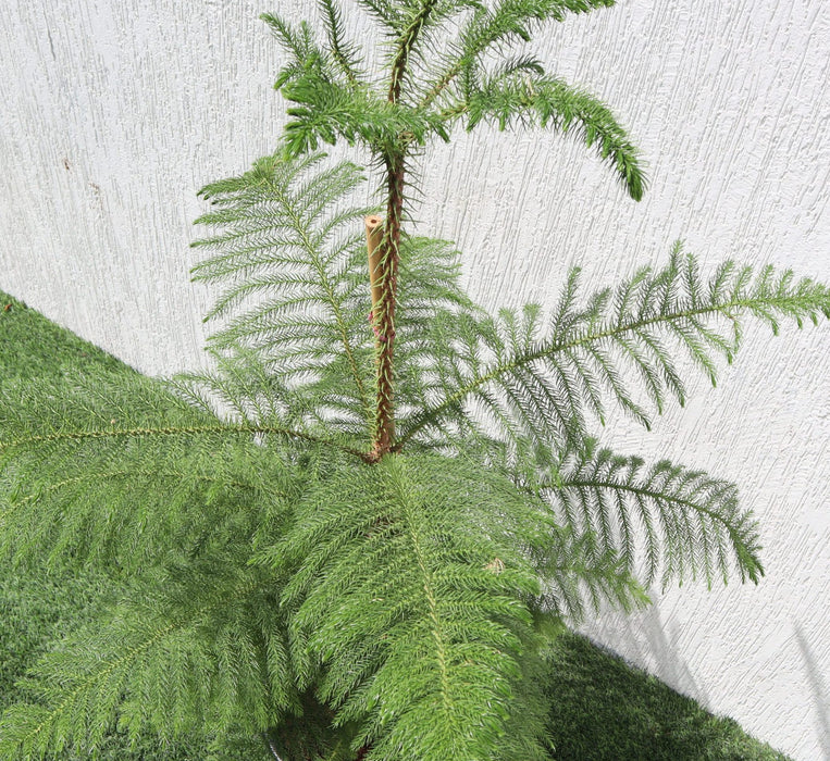 Araucaria Heterophylla Greensouq
