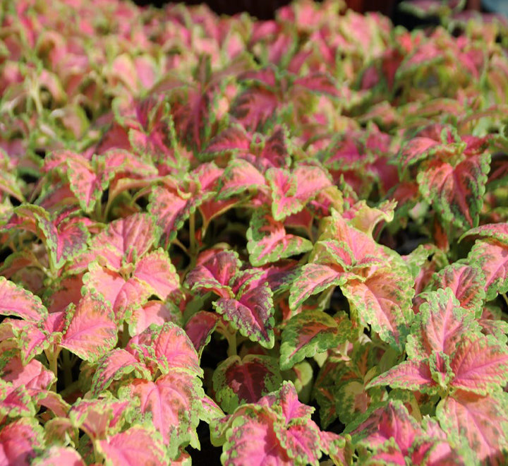 Coleus mix